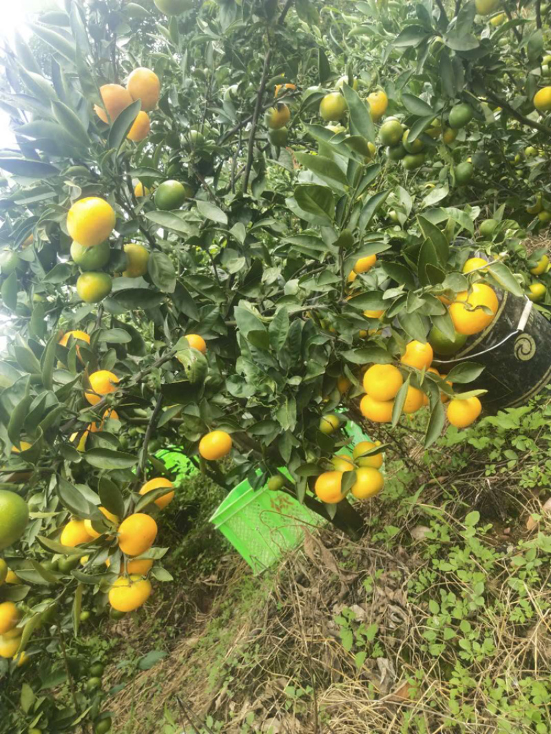 云南省高原精品温州密桔
