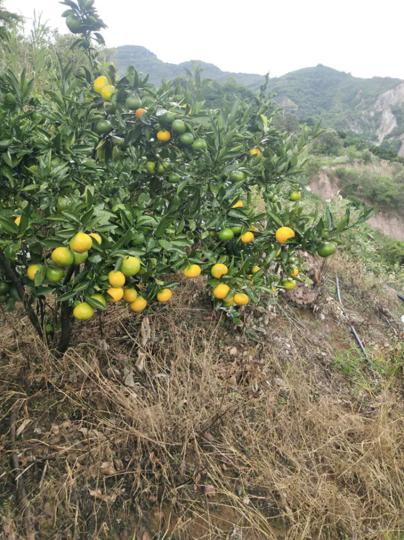 云南省高原精品温州密桔