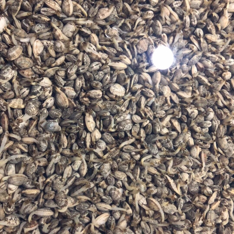 花甲大个无沙花甲蛤蜊贝类新鲜发货大量现货
