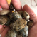 花甲大个无沙花甲蛤蜊贝类新鲜发货大量现货