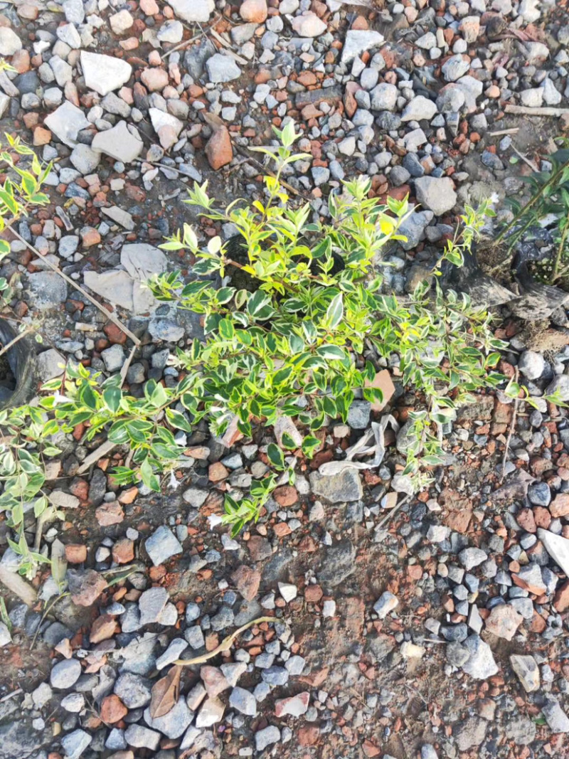 欧洲金叶，彩叶大花六道木
