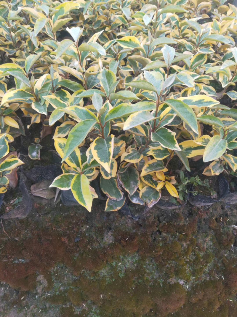 欧洲金叶，彩叶大花六道木