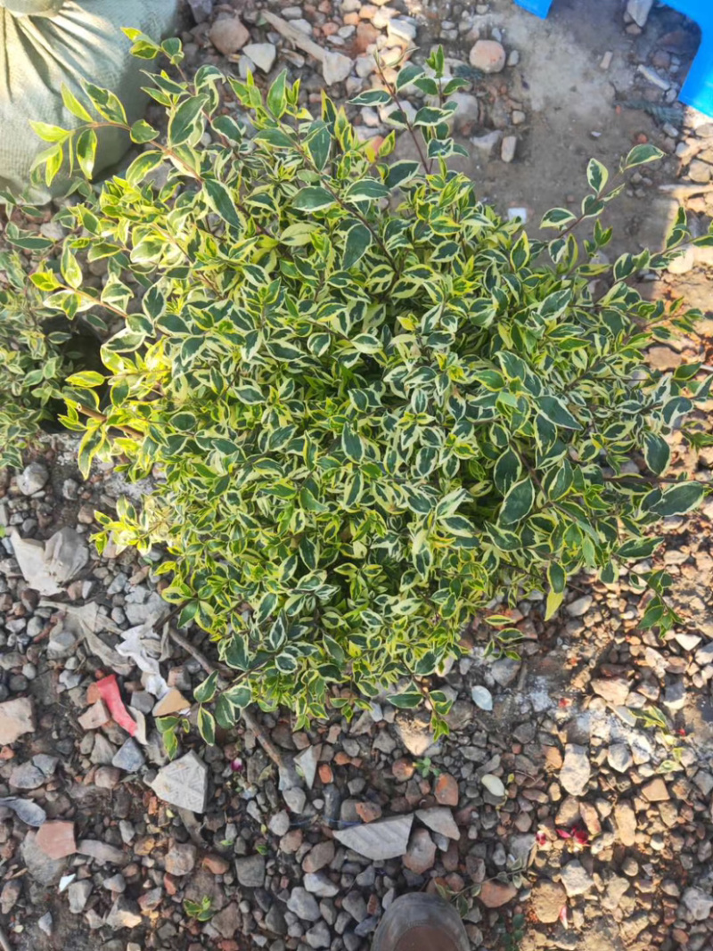 欧洲金叶，彩叶大花六道木