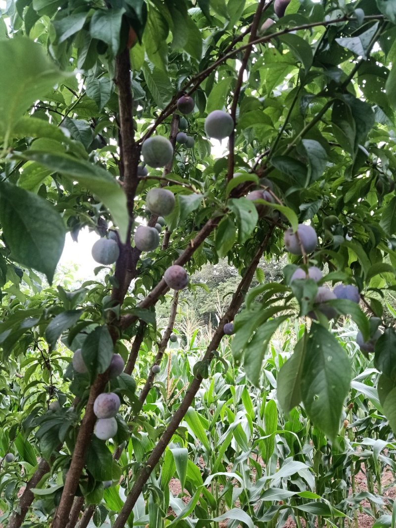 【有好货】青脆李脆红李五月脆李蜂糖李/技术免费/在线交易