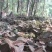 福建南靖林下种植仿野生金线莲直销