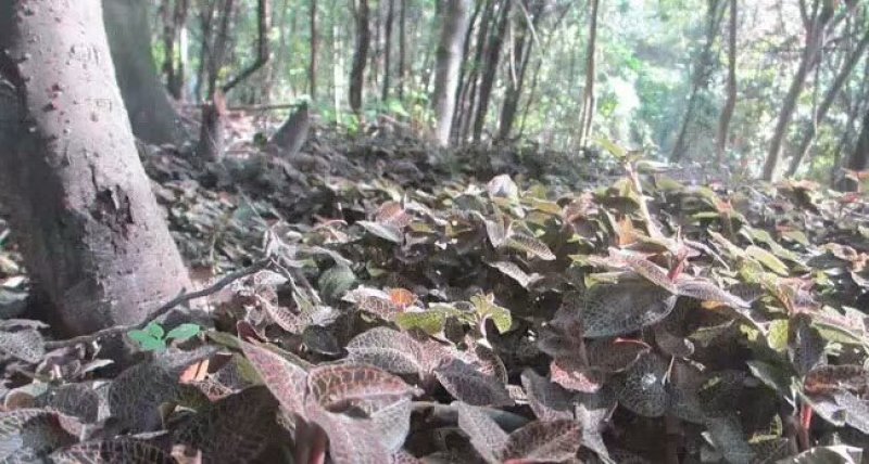 福建南靖林下种植仿野生金线莲直销