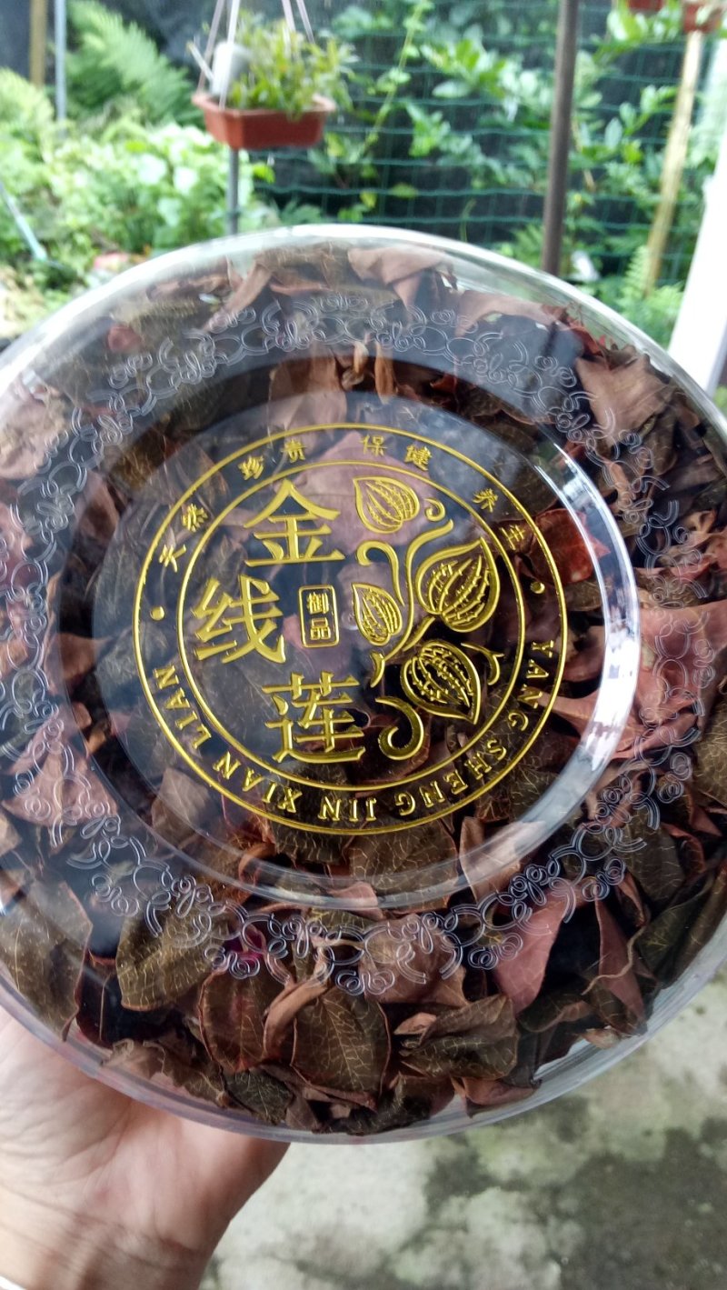 福建南靖林下种植仿野生金线莲直销