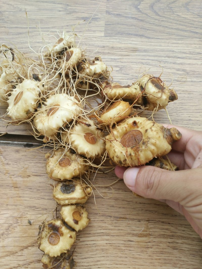 野生黄精、鸡头黄精、老虎姜、姜刑鸡头黄精