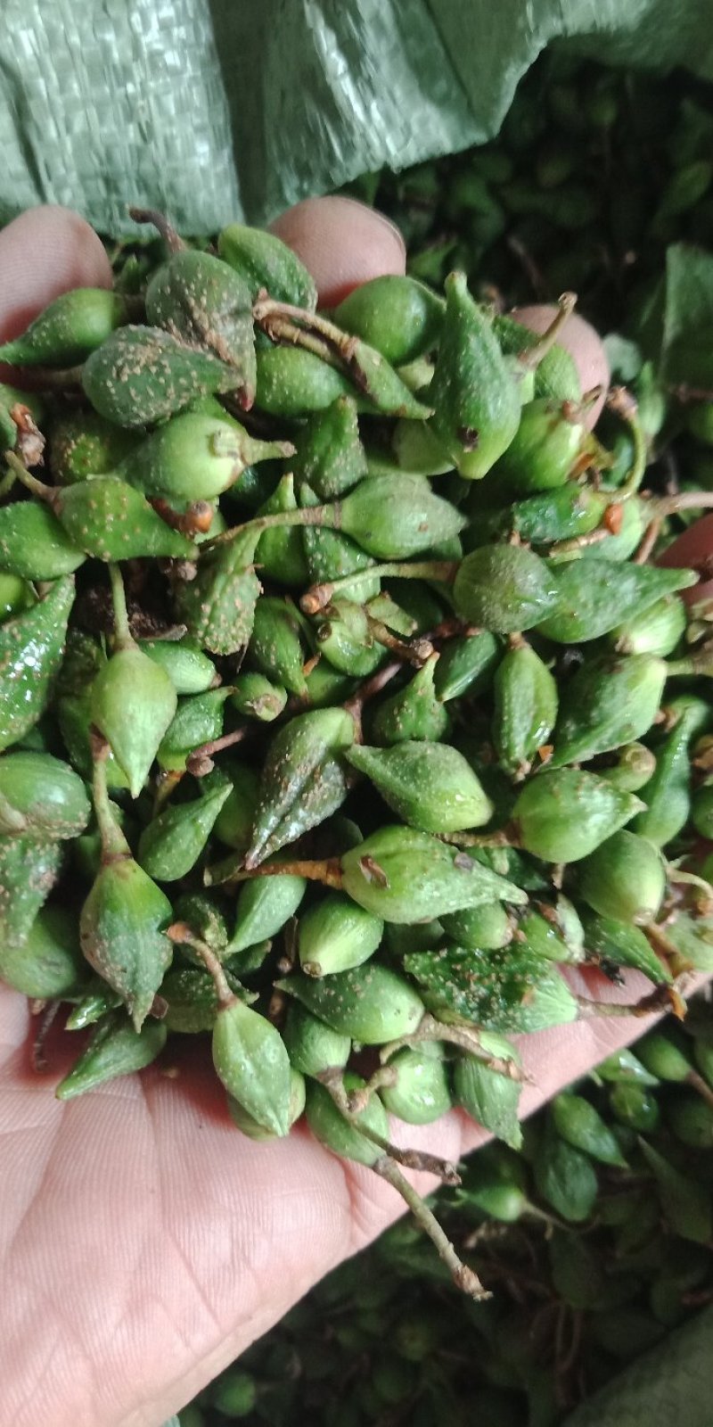 连翘清水煮干货欢迎联系