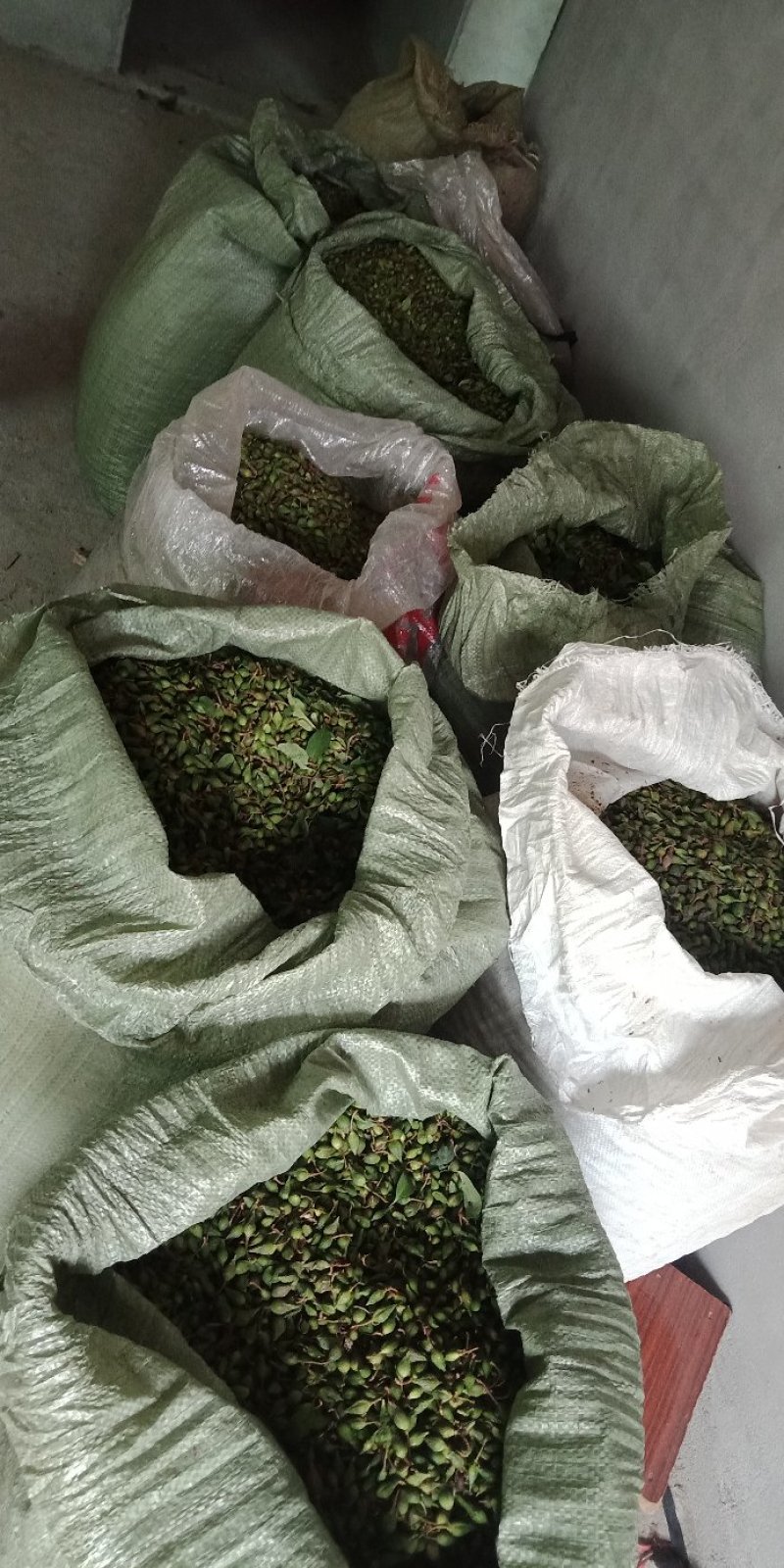 连翘清水煮干货欢迎联系
