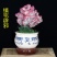 彩麒麟盆栽仙人掌花卉室内绿植吸甲醛防辐射镇宅辟邪植物春峰