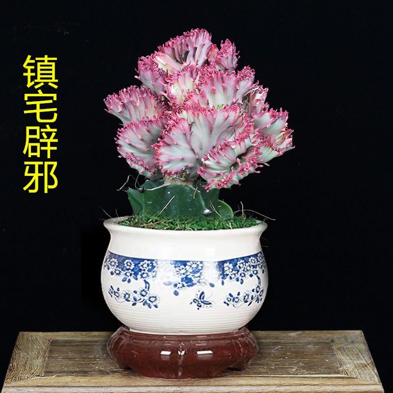 彩麒麟盆栽仙人掌花卉室内绿植吸甲醛防辐射镇宅辟邪植物春峰