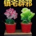 彩麒麟盆栽仙人掌花卉室内绿植吸甲醛防辐射镇宅辟邪植物春峰