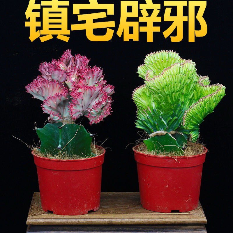 彩麒麟盆栽仙人掌花卉室内绿植吸甲醛防辐射镇宅辟邪植物春峰