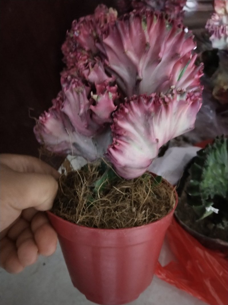 彩麒麟盆栽仙人掌花卉室内绿植吸甲醛防辐射镇宅辟邪植物春峰