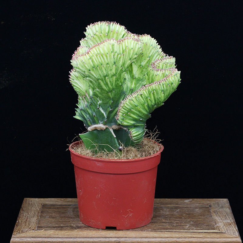 彩麒麟盆栽仙人掌花卉室内绿植吸甲醛防辐射镇宅辟邪植物春峰