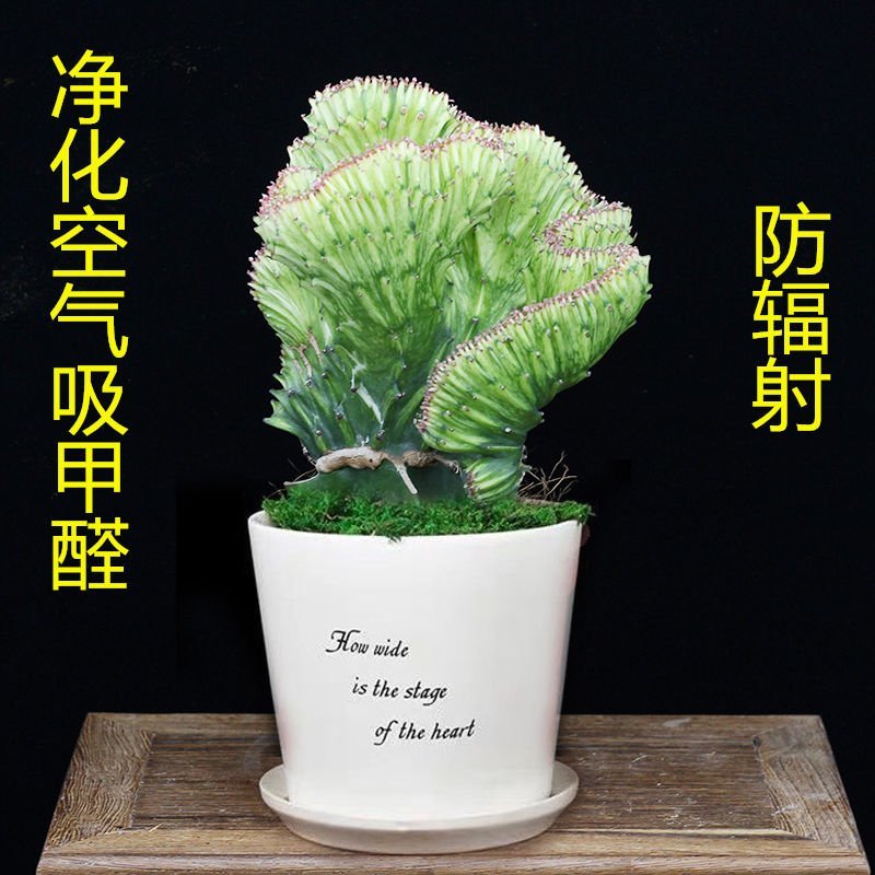 彩麒麟盆栽仙人掌花卉室内绿植吸甲醛防辐射镇宅辟邪植物春峰