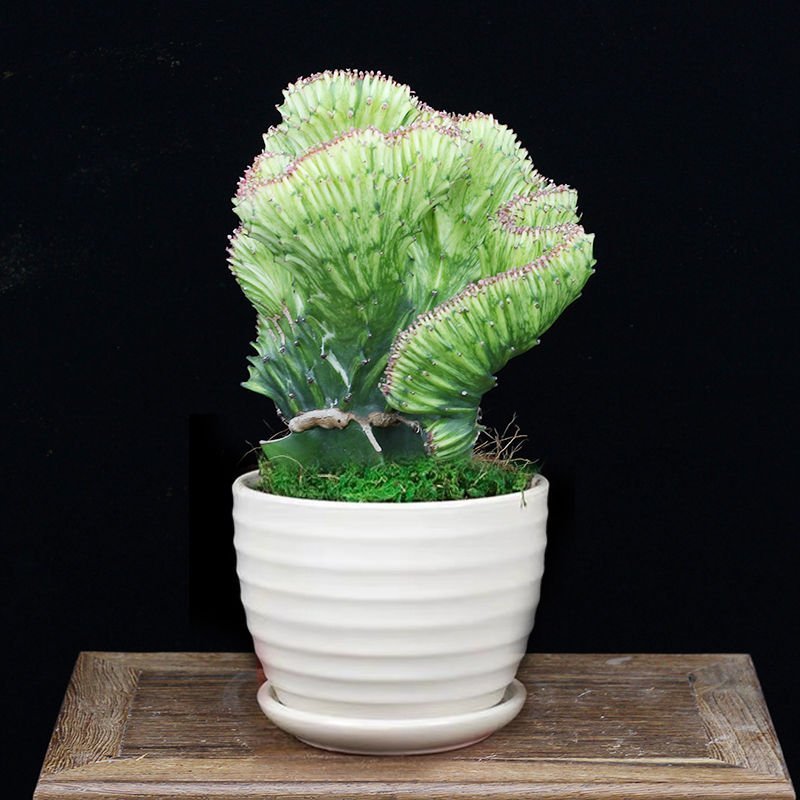 彩麒麟盆栽仙人掌花卉室内绿植吸甲醛防辐射镇宅辟邪植物春峰
