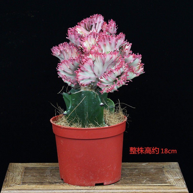 彩麒麟盆栽仙人掌花卉室内绿植吸甲醛防辐射镇宅辟邪植物春峰