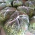 韭菜苔韭苔