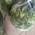 韭菜苔韭苔