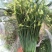 韭菜苔韭苔