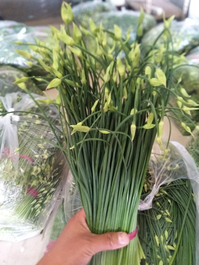 韭菜苔韭苔