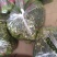 韭菜苔韭苔