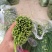 韭菜苔韭苔