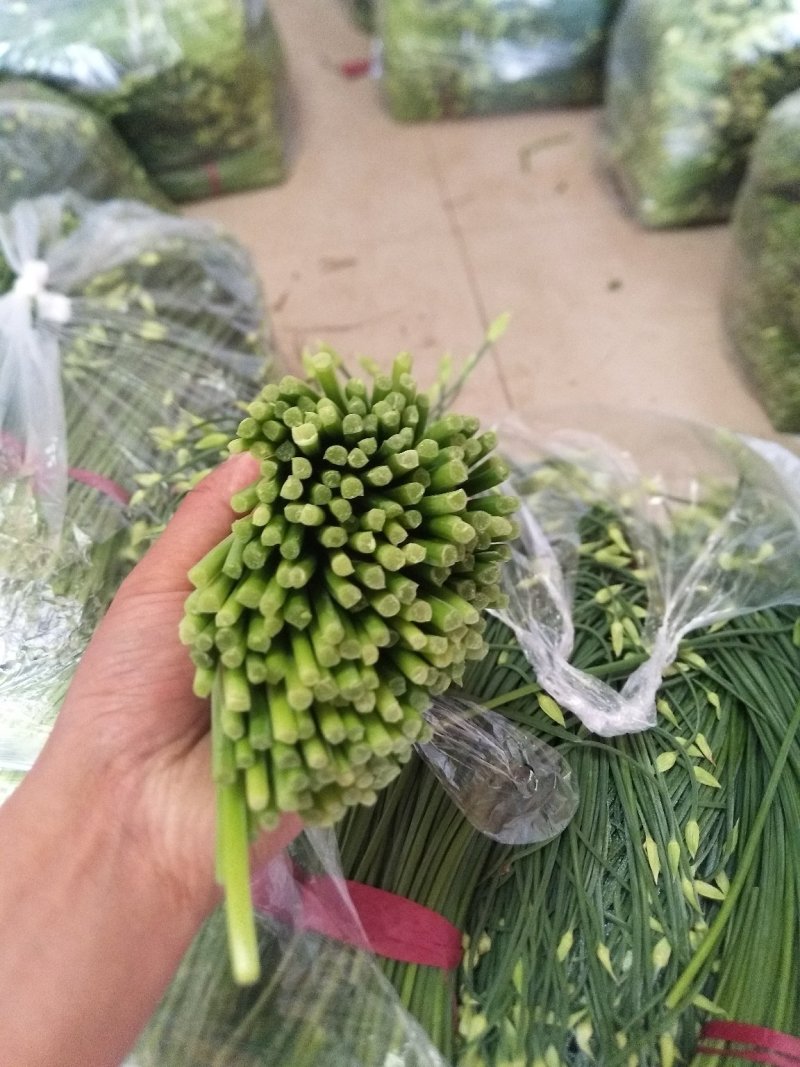 韭菜苔韭苔