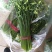 韭菜苔韭苔