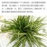吊兰30~50cm金心金边青叶吊兰新房吸甲醛