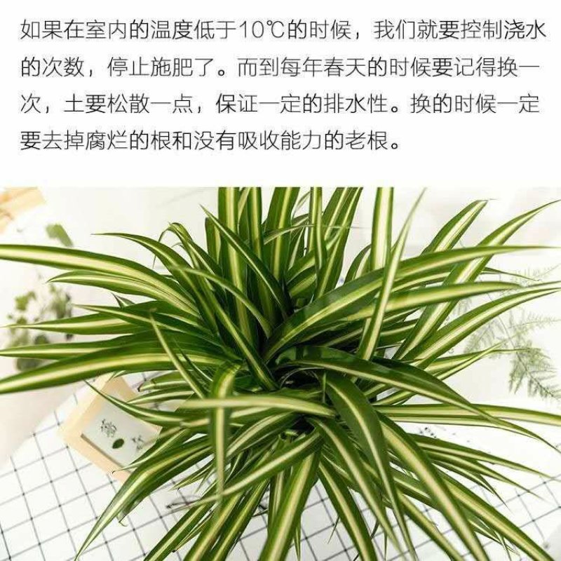 吊兰30~50cm金心金边青叶吊兰新房吸甲醛