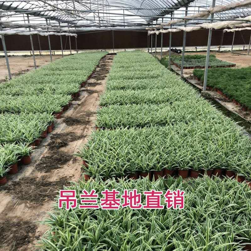 吊兰30~50cm金心金边青叶吊兰新房吸甲醛