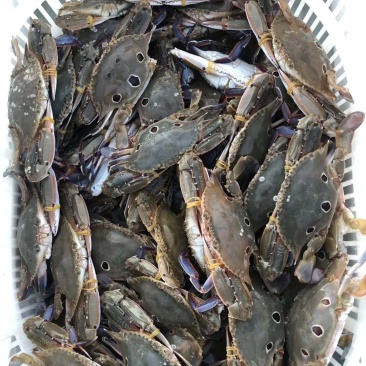 大量三点蟹，生猛，死的都有货