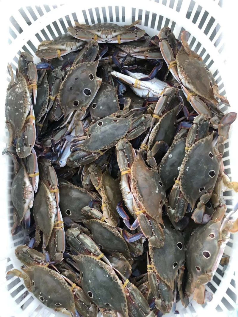 大量三点蟹，生猛，死的都有货