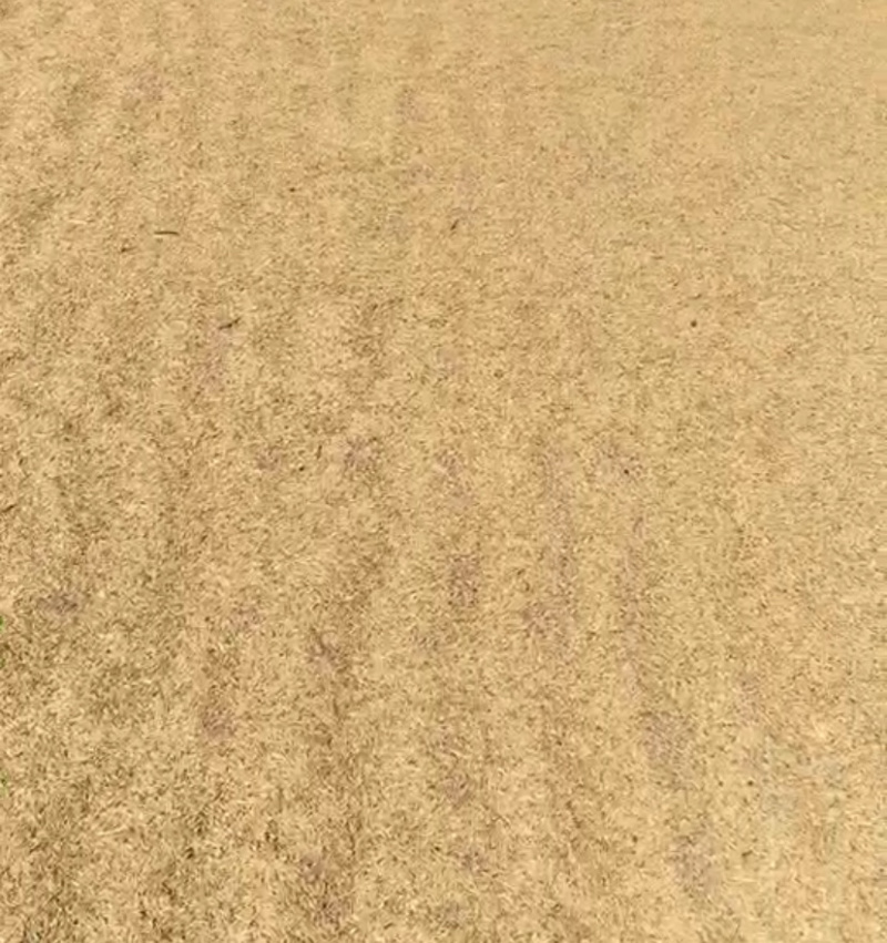 新鲜水稻🌾谷新鲜米天然自晒谷🌾