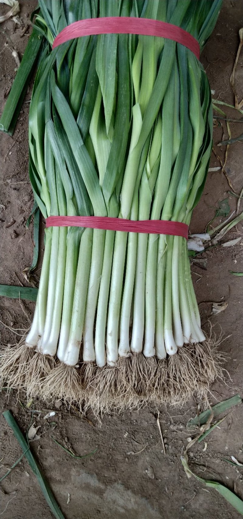 专业种植青蒜基地大量有货欢迎各地老板定购