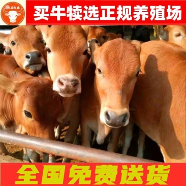 鲁西黄牛犊肉牛犊补贴1000元肉牛养殖技术包赔伤亡