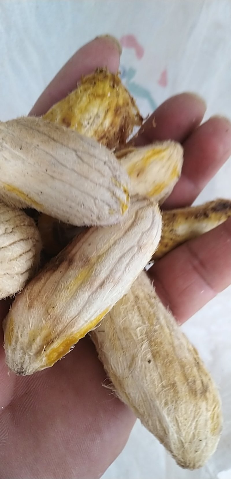 芒果种子，原生土芒，嫁接好寿命长，抗病率高，挂果高丰产！