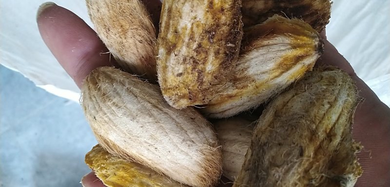 芒果种子，原生土芒，嫁接好寿命长，抗病率高，挂果高丰产！