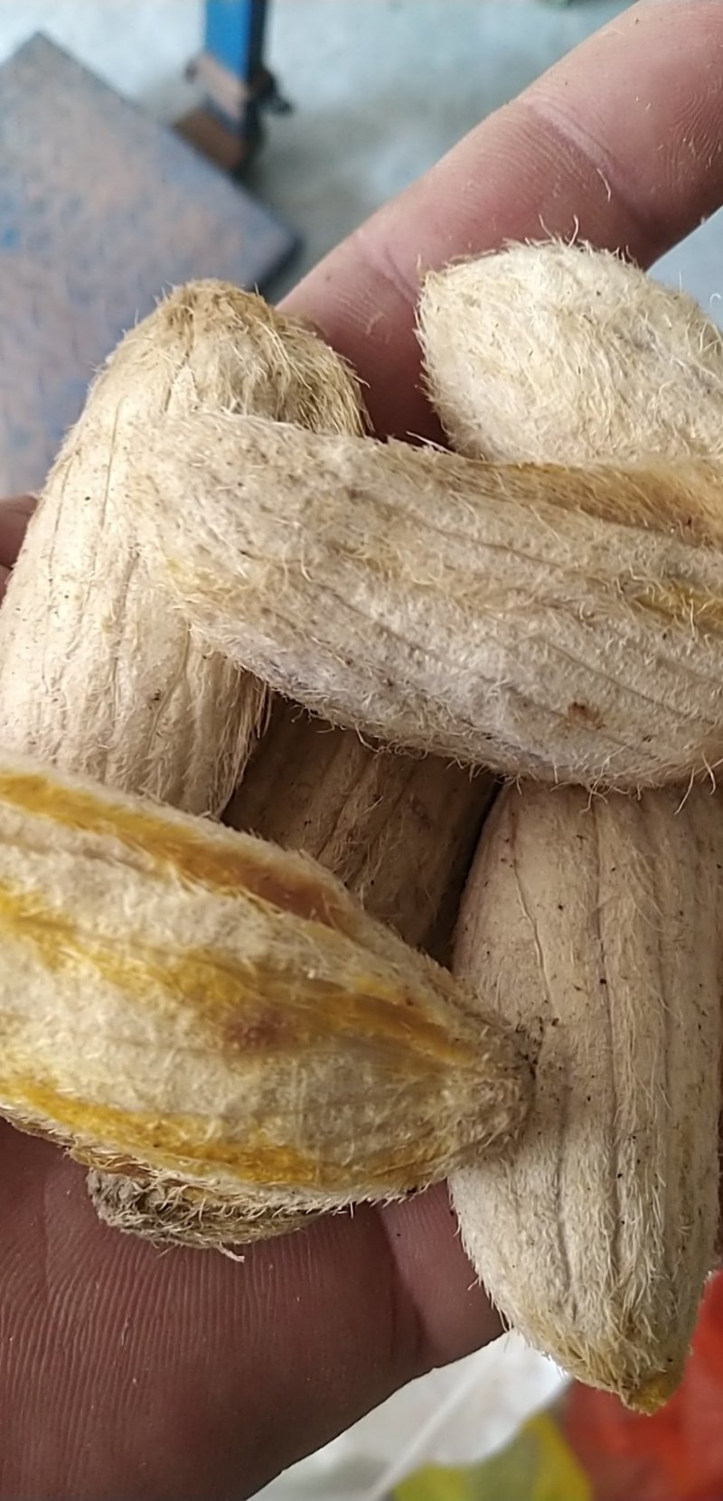 芒果种子，原生土芒，嫁接好寿命长，抗病率高，挂果高丰产！