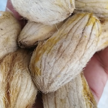 芒果种子，原生土芒，嫁接好寿命长，抗病率高，挂果高丰产！