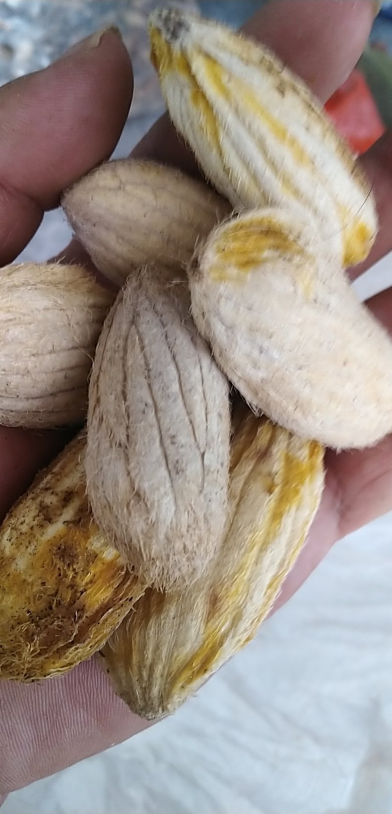 芒果种子，原生土芒，嫁接好寿命长，抗病率高，挂果高丰产！