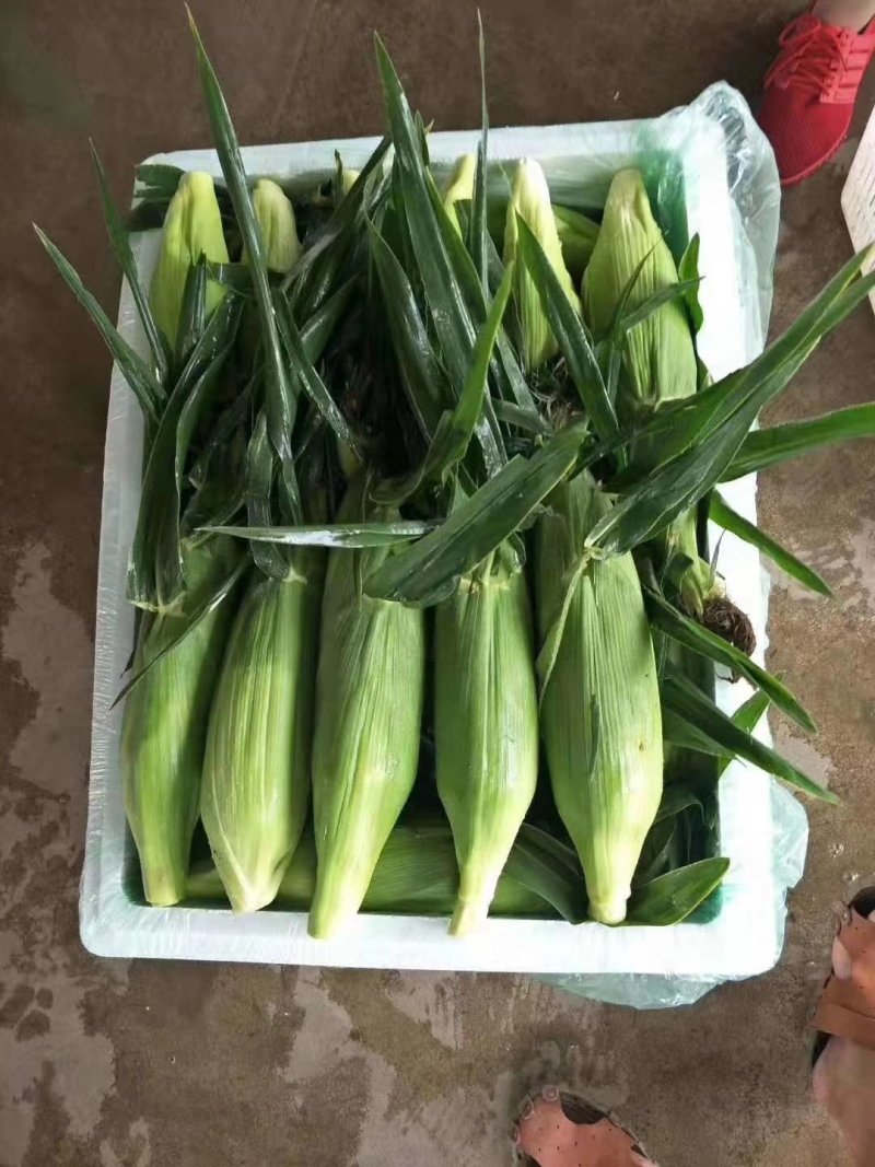 云南水果玉米，双色玉米，场地直供