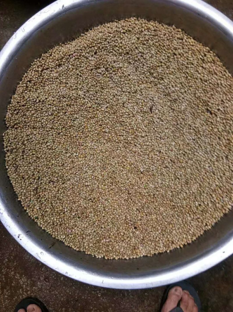 清香木种子产地出售低价批发纯新货供应芽率90%以上