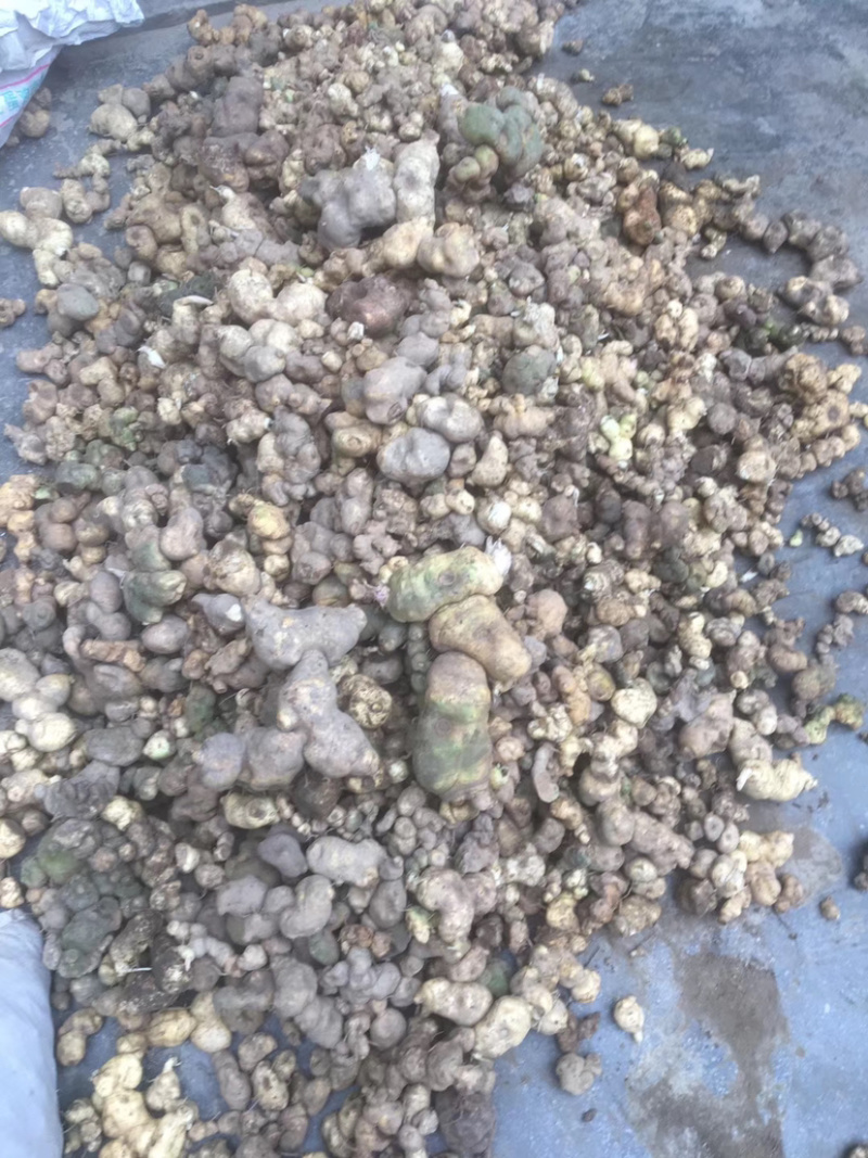 广西野生鸡头黄精，姜形黄精，鲜货，干货量大从优