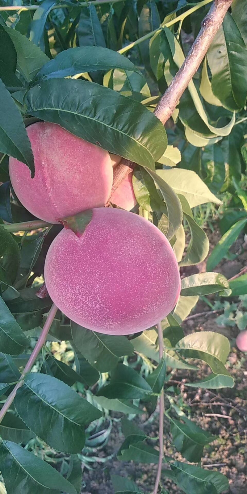 仓房早生水蜜桃