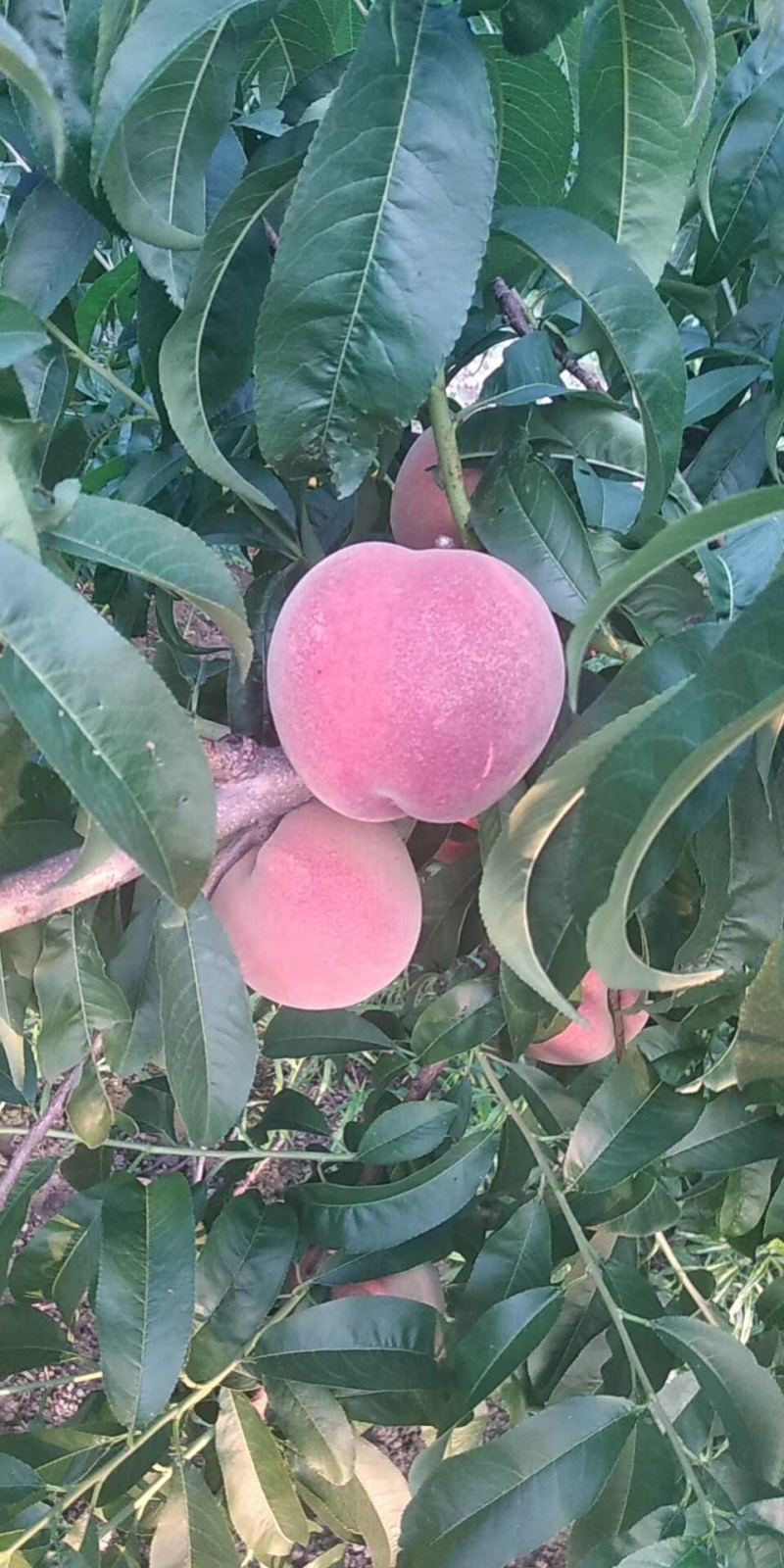 仓房早生水蜜桃
