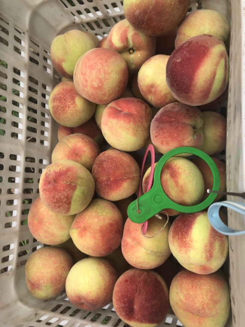 仓房早生水蜜桃